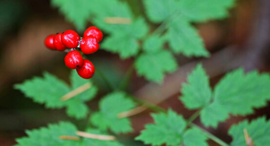 Actaea rubra