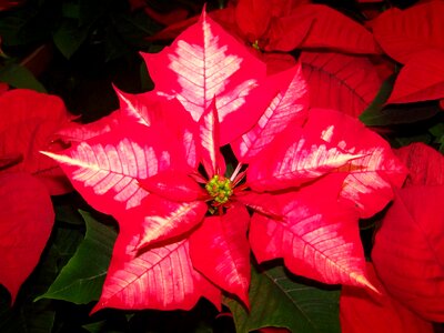 Poinsettia pink and white color version potted plant photo