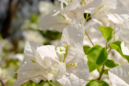 Blooming Bougainvillea Flowers photo