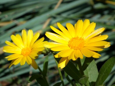 Bright garden flower summer