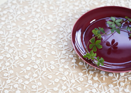 Plant on dish