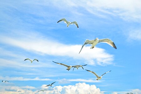Bird seagull sea