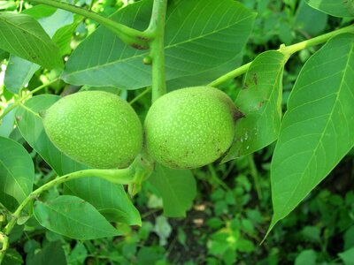 Branch branches diet