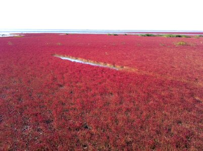 Holidays beautiful beaches aquatic plants