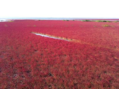 Holidays beautiful beaches aquatic plants photo