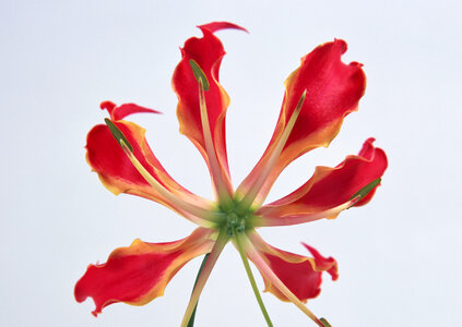 Spring red flowers photo