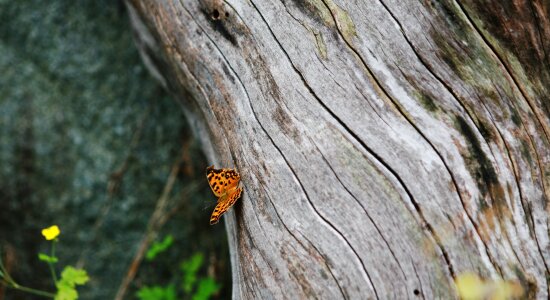 Forest butterfly insect
