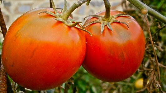 Vegetable nature vegetables