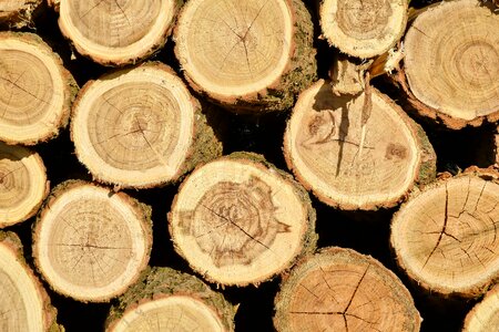 Bark firewood wood photo
