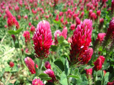 Meadow plant trifolium
