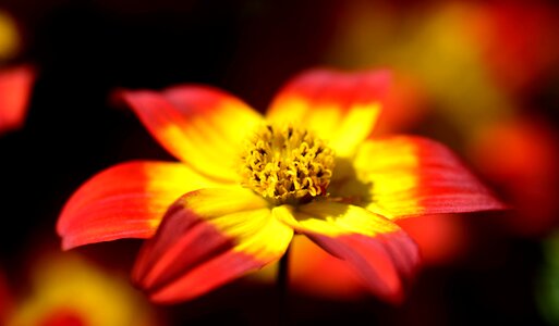 Beautiful Flowers bloom blooming