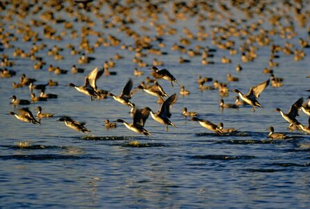 Ducks flock water