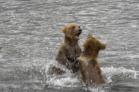 Bear brown brown bear