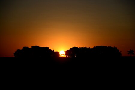 Sol landscape tree photo