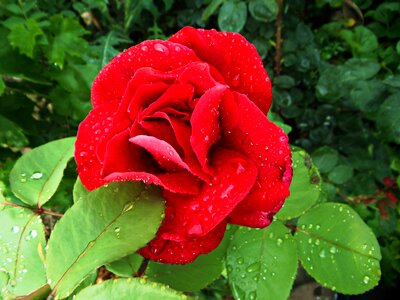 Petals garden rain