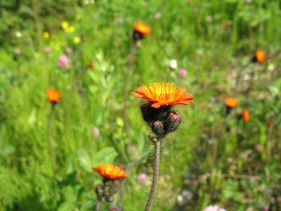 Bloom blooming nature photo