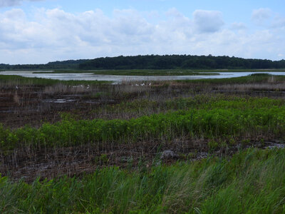 Wetland at Bombay Hook National Wildlife Refuge-3