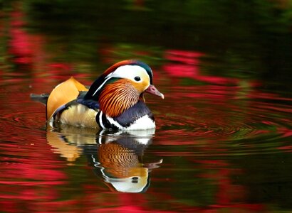 Aix Galericulata Aix sponsa beak photo