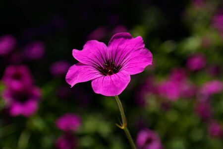 Pink flower plant photo
