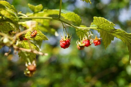 Red berry fruit