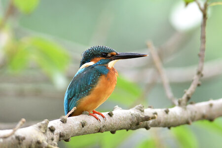 Common Kingfisher photo