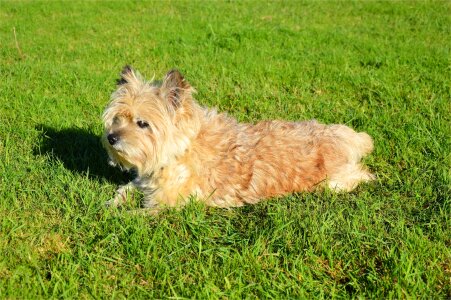 Puppy light brown photo