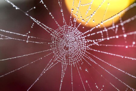 Detail dew macro photo