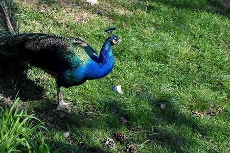 Peacock nature peafowl