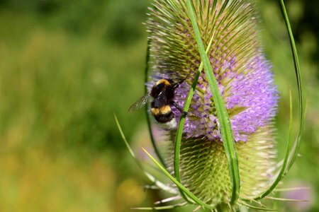 Animal arthropod beautiful flowers