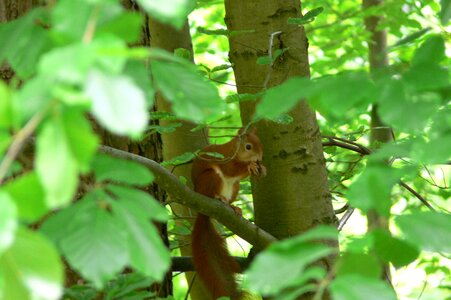 Rodent nature animal photo