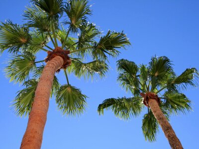 Palms tropical trees photo