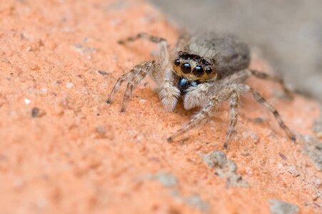 Macro nature arachnid photo