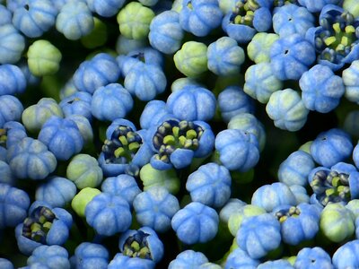 Flower buds blue greenhouse hydrangea photo