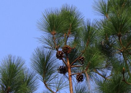 Branch branches conifer photo