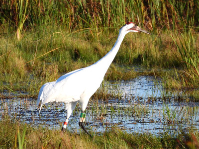 Whooping Crane in the Marsh