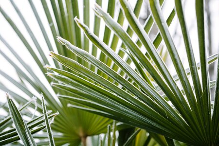 Frost leaves palm
