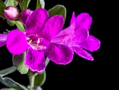 Blossom bloom purple