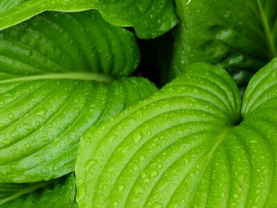 Drops plant leaves water plant photo