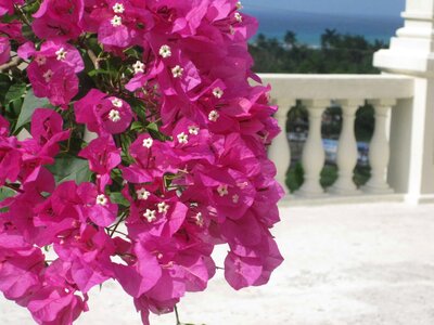 Balcony fence flower garden photo