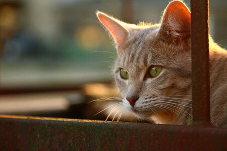 Evening light sun cat face