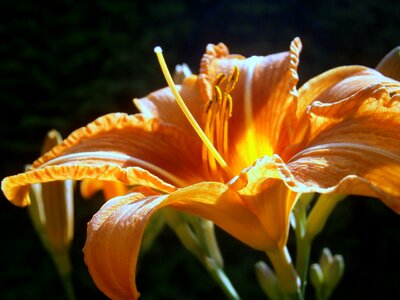 Blossom bloom flower