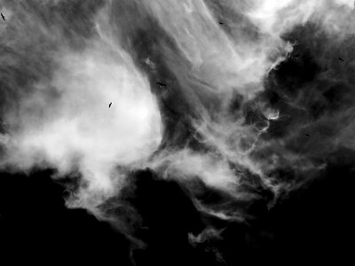 Birds gulls black and white