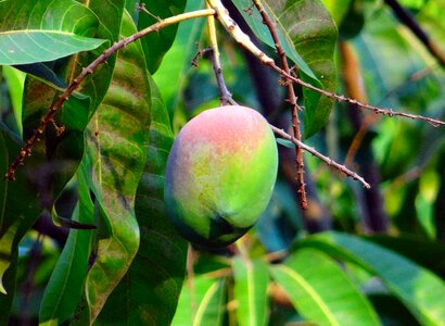 Tropical fruit mango tree fruit photo
