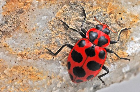 Nature spotted beetle