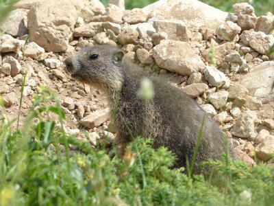 Marmot alpine rodent photo