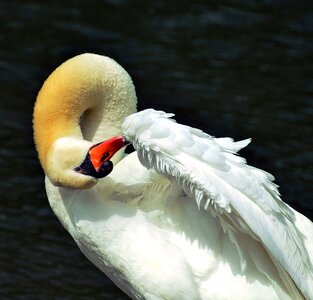 Animal bird fauna