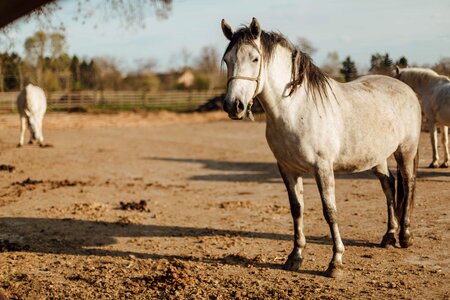 Horse pedigree purebred photo