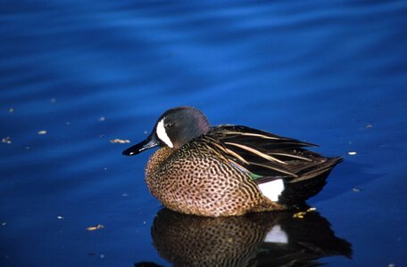 Blue duck 