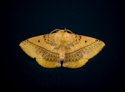 Cream brown pattern