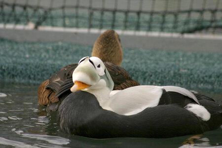 Spectacled eider male and female-1 photo